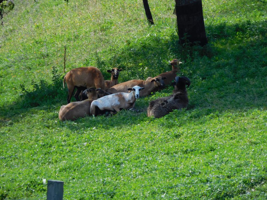 Urlaub Am Bauernhof Blamauer Koehr Göstling an der Ybbs Exterior foto